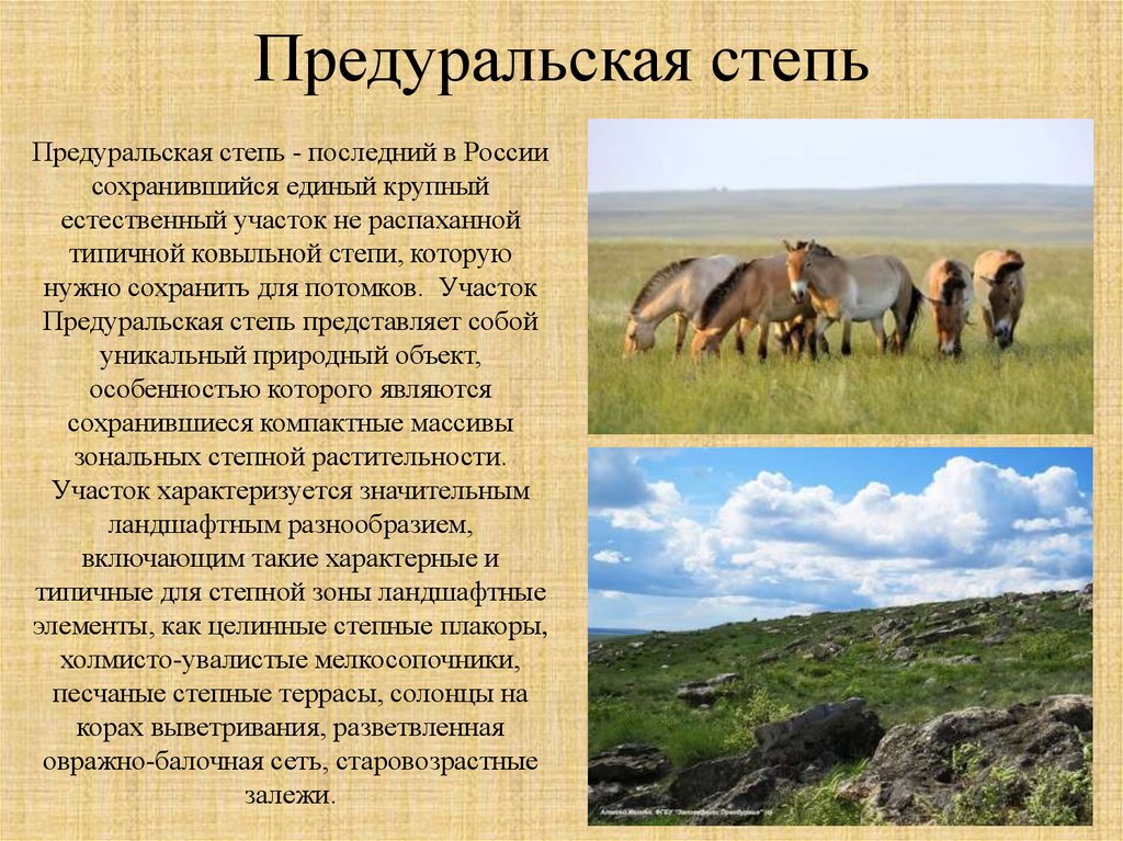 Название заповедников расположенных в зоне степей. Предуральская степь Оренбургской области. Заповедник Предуральская степь в Оренбургской области. Заповедники и национальные парки Оренбургской области. Оренбургский Степной заповедник рассказ.