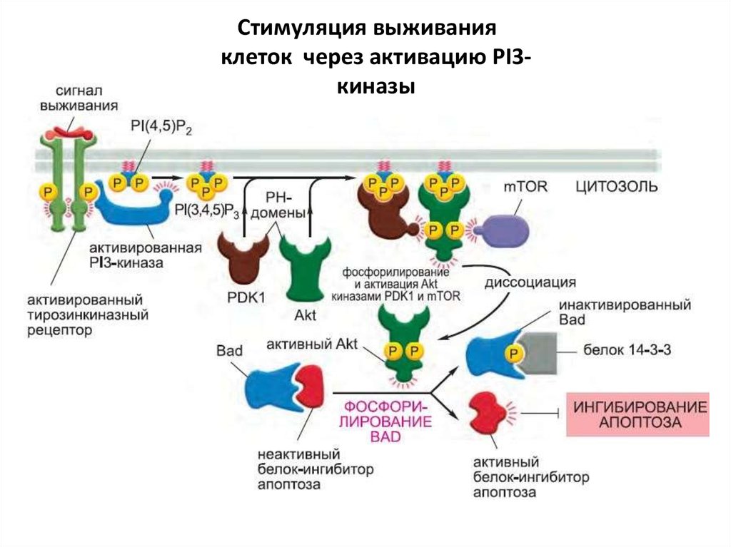 Стимуляция выживания клеток через активацию PI3-киназы