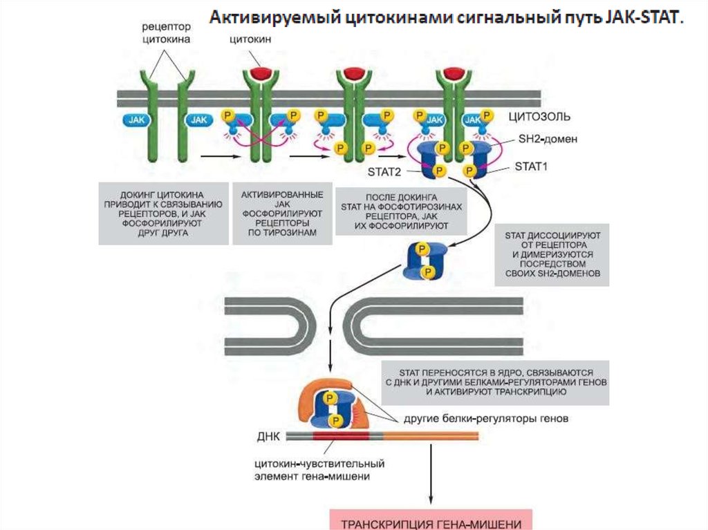 Путь рецептора. Jak stat сигнальный путь рецепторы. Jak stat сигнальный путь схема строения и механизм. Схема сигнальных путей в клетке. Jak-stat – сигнальный путь цитокинового рецептора.