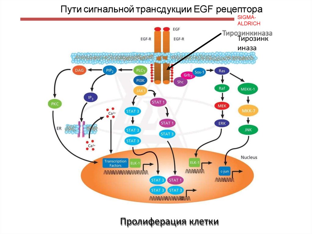 Пути сигнальной трансдукции EGF рецептора