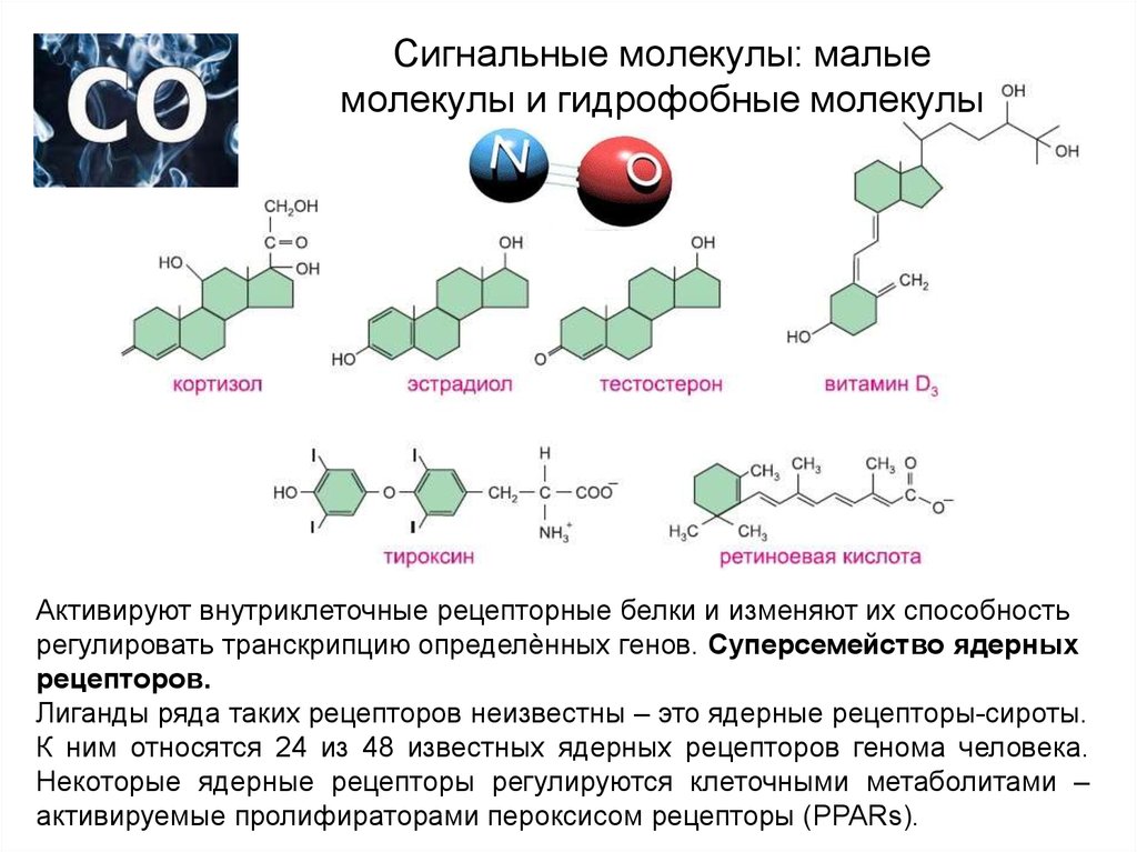 Гидрофобные молекулы. Сигнальные молекулы. Гидрофобные сигнальные молекулы. Сигнальные молекулы биохимия.