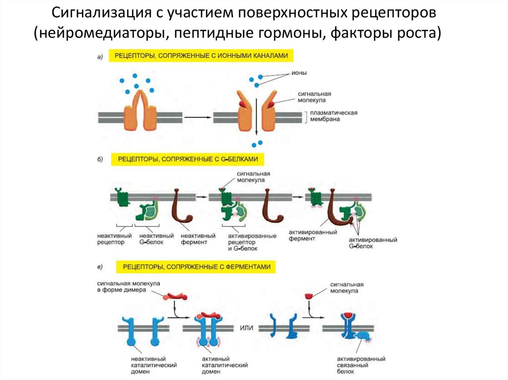 Сигнала фермент. Типы рецепторов. Мембранные рецепторы.. Рецепторы сопряженные с ферментами пример. Рецепторы сопряжённые с ионными каналами. Поверхностные рецепторы.