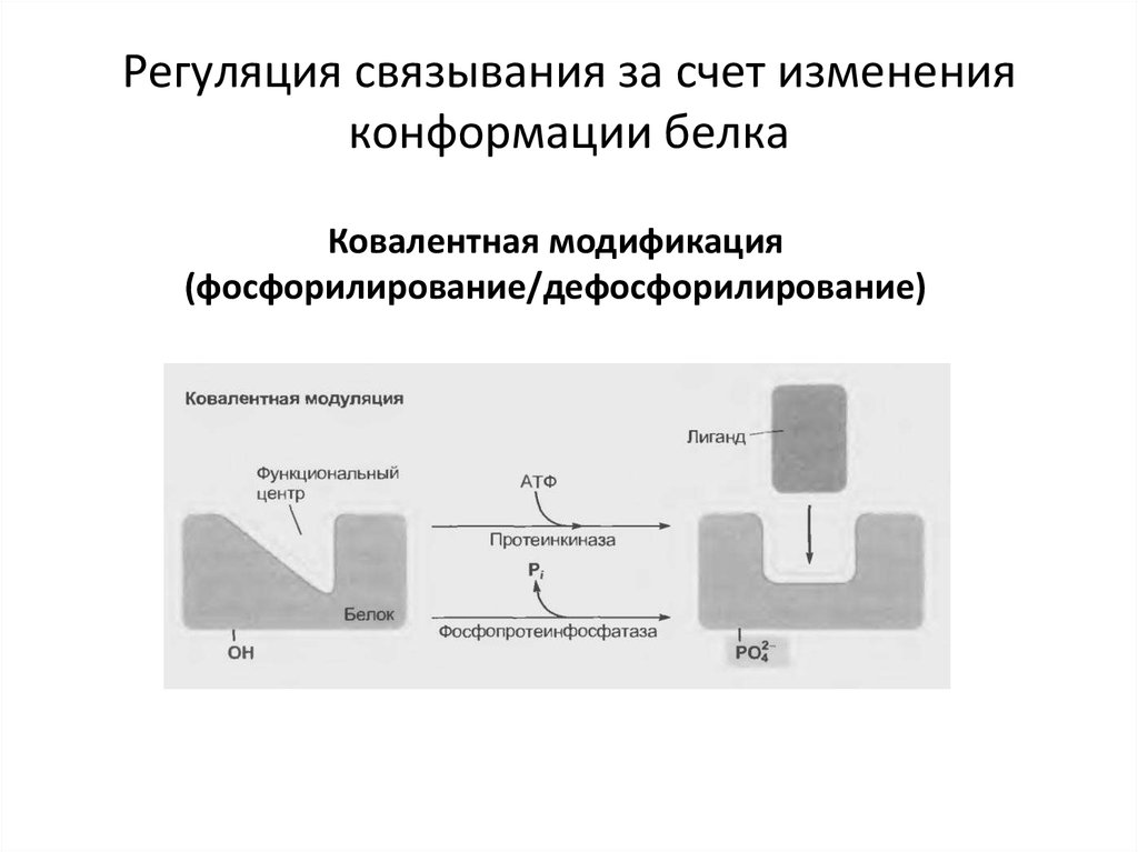 Фермент дефосфорилирования