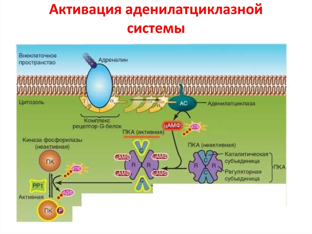 Аденилатциклазная система схема