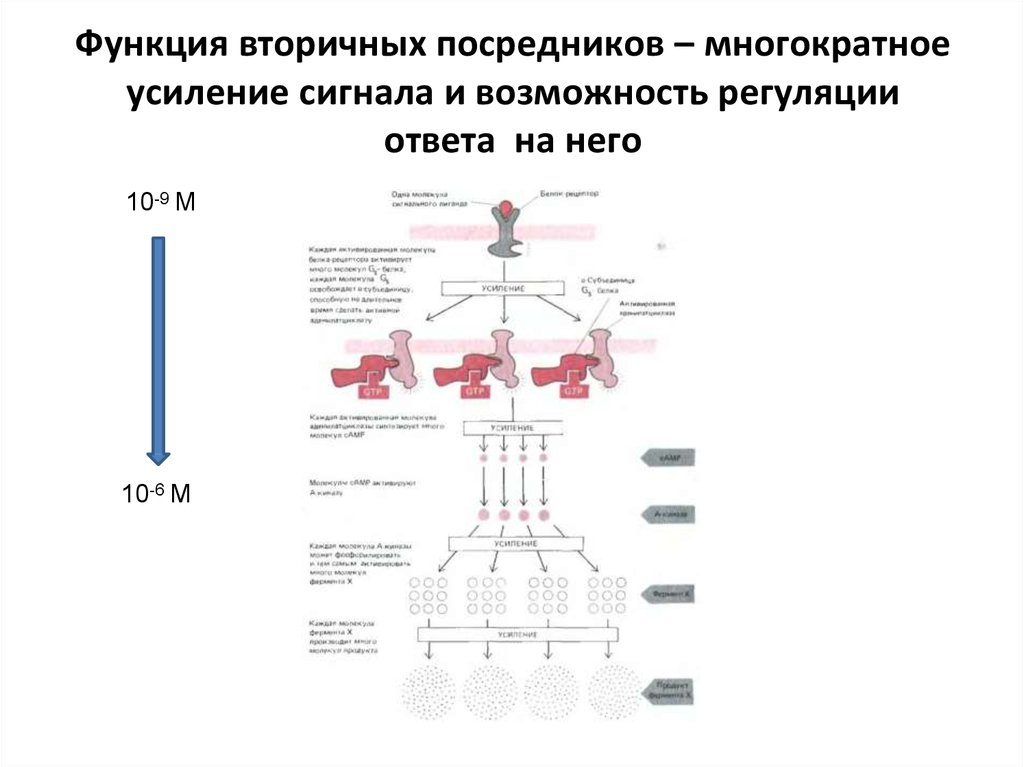 Электронная передача сигнала. Дифференциальная передача сигналов. Функции вторичных посредников. УЗИ усиление сигналов от перипортальных структур. Пуринергическая передача сигнала.