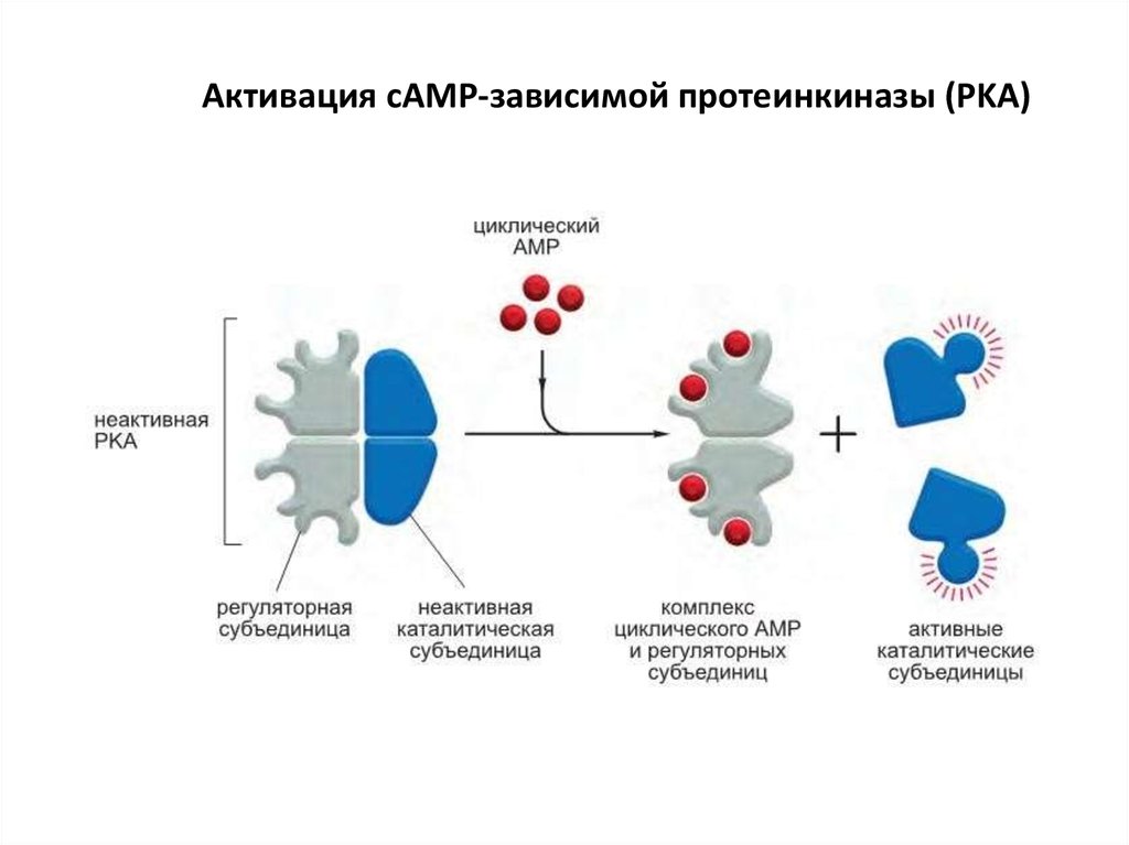 Протеинкиназа а. Регуляция протеинкиназы а. ЦАМФ зависимые протеинкиназы. Строение протеинкиназы. Протеинкиназа с механизм активации.