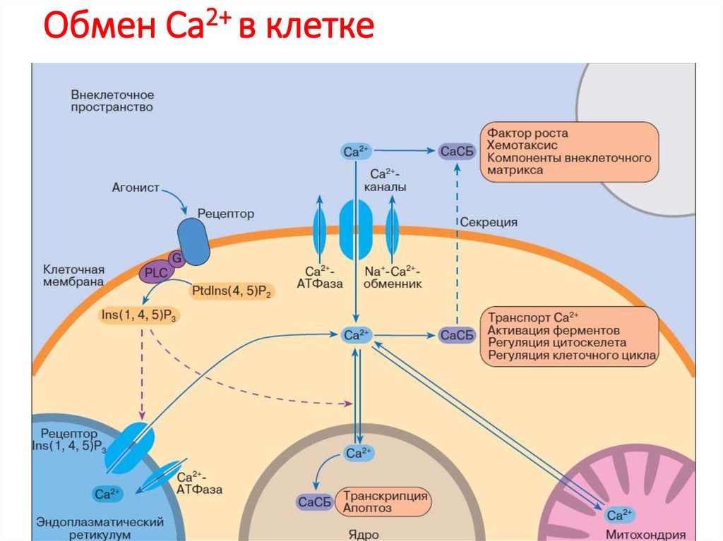 Фактор пространство. Внутриклеточные белки. Белки внеклеточного матрикса. Основные белки внеклеточного матрикса. Внутриклеточное пространство.