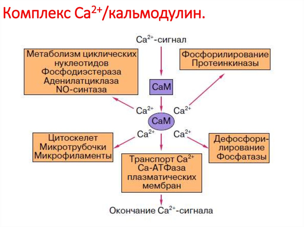 Внутриклеточным катионом является. Комплекс кальций кальмодулин. Кальмодулин-зависимые протеинкиназы. Кальций кальмодулиновый механизм. Са2+-кальмодулин-зависимую протеинкиназа.