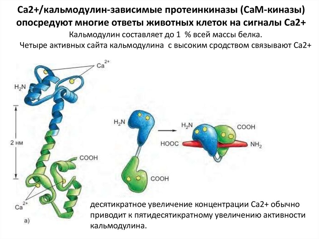 Ca2+/кальмодулин-зависимые протеинкиназы (CaM-киназы) опосредуют многие ответы животных клеток на сигналы Ca2+