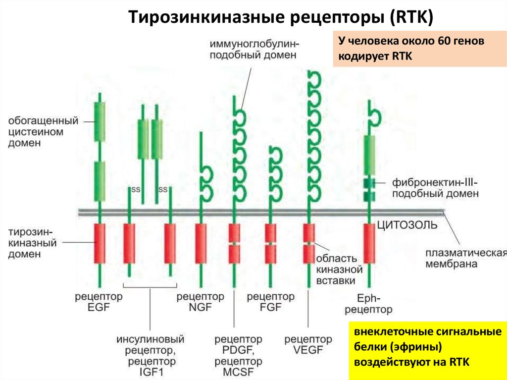 Тирозинкиназные рецепторы (RTK)