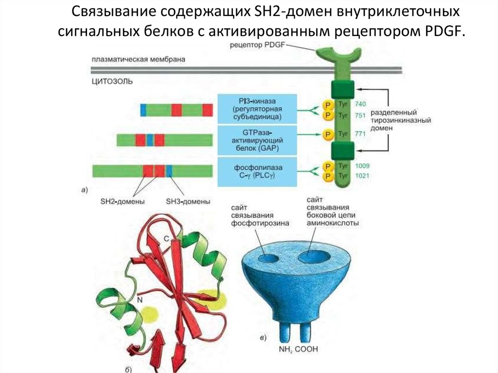 Связывание содержащих SH2-домен внутриклеточных сигнальных белков с активированным рецептором PDGF.