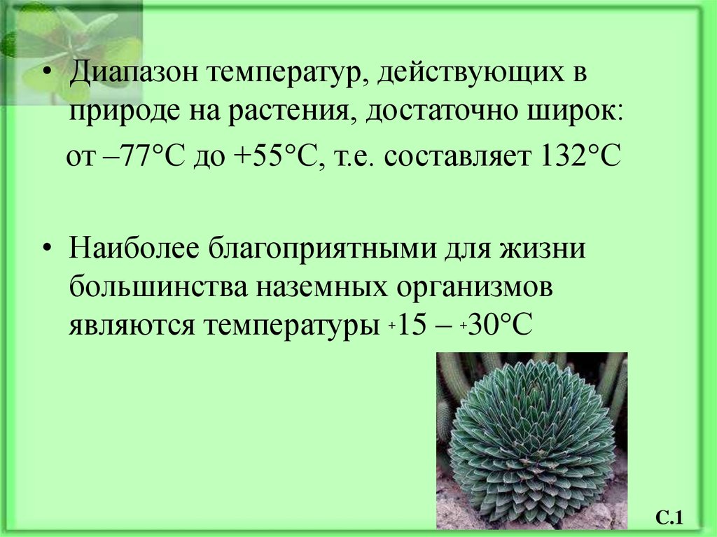 Действительная температура. Воздействие высоких температур на растения. Как высокая температура влияет на растения. Жароустойчивость растений. Растения живущие при высокой температуре.