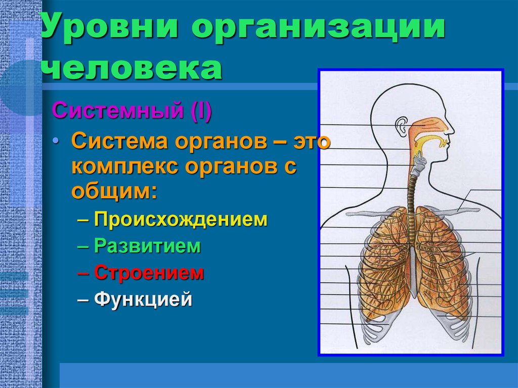 Органный уровень организации примеры