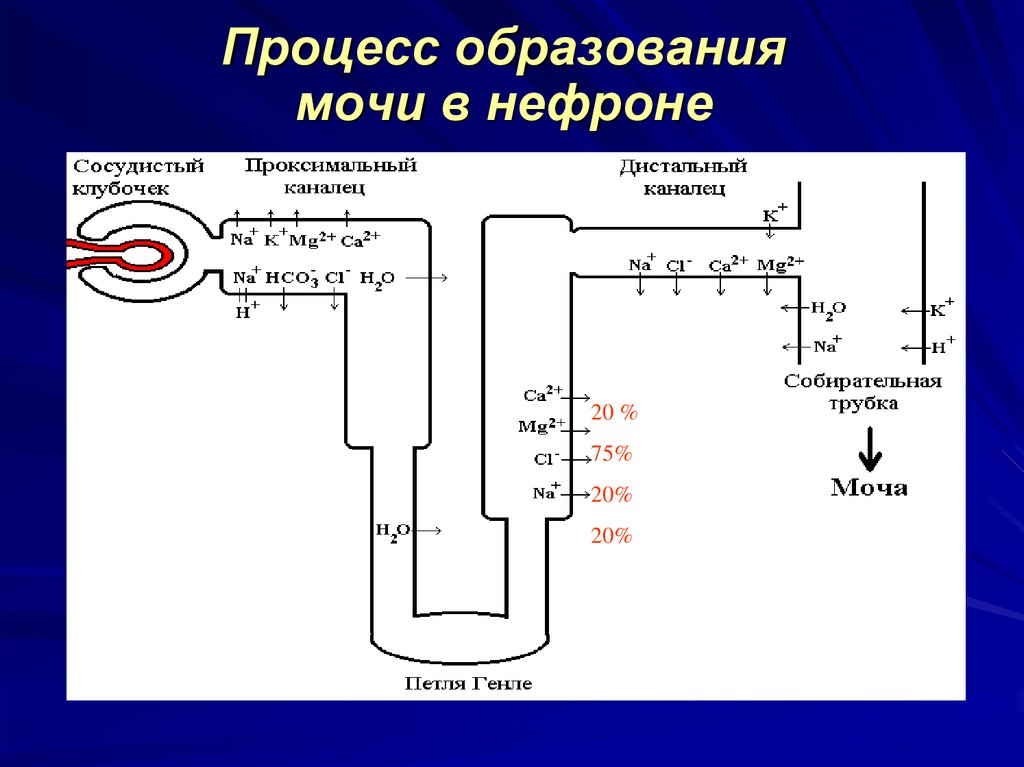 Схему образования мочи