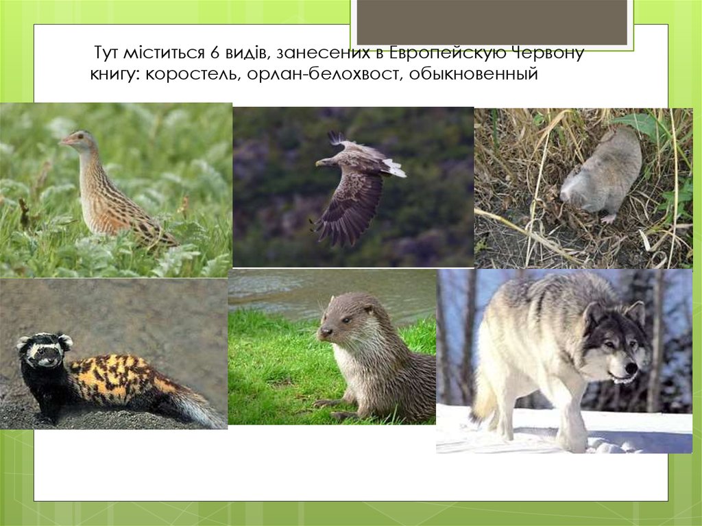 Тут міститься 6 видів, занесених в Европейскую Червону книгу: коростель, орлан-белохвост, обыкновенный слепыш, перевязка,