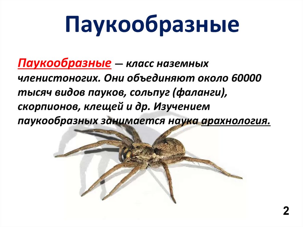Перечисли паукообразных