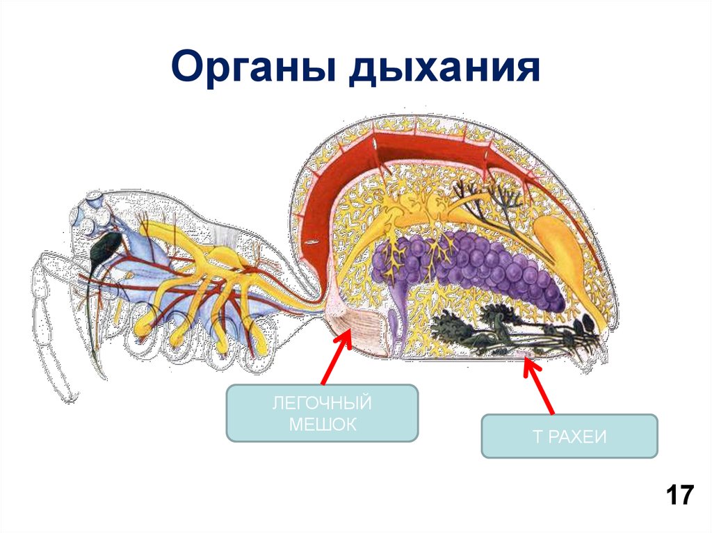 Органы дыхания рака