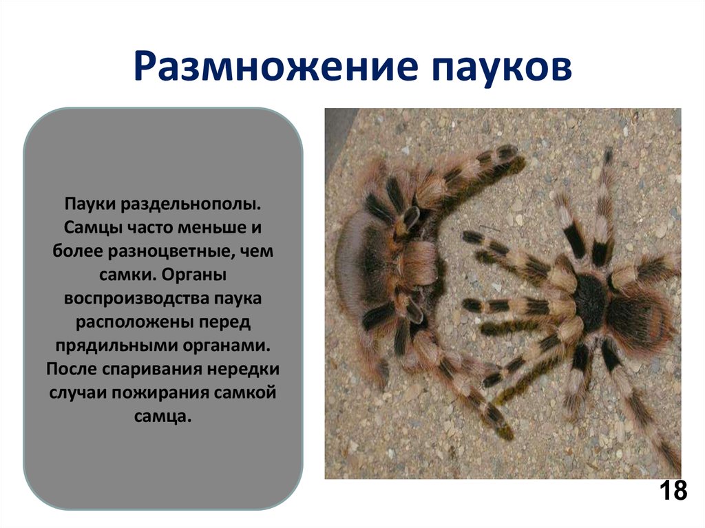 Половая паукообразных. Размножение паукообразных. Пауки размножение. Класс паукообразные размножение. Размножение паукообразных 7 класс.