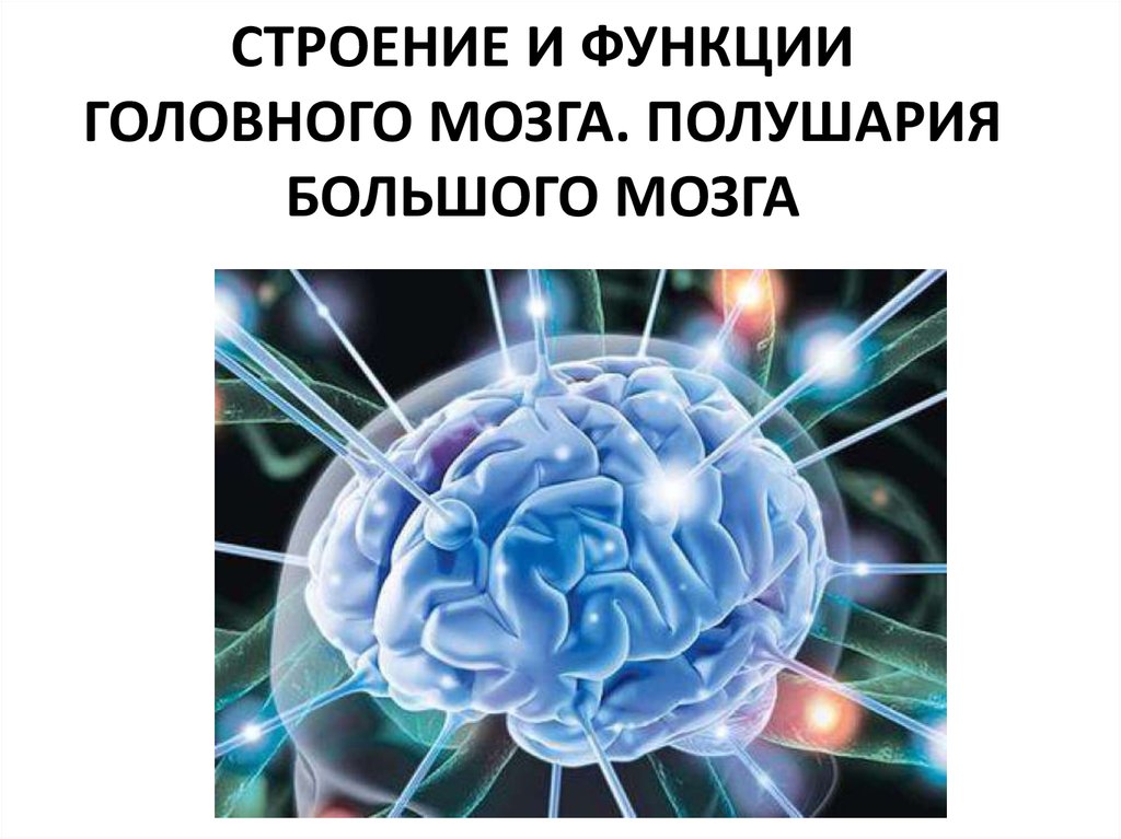 Мозг презентация. Строение и функции головного мозга презентация по психологии.