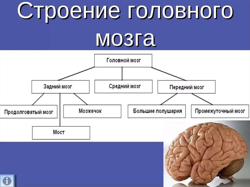 Низших отделов мозга. Основные отделы головного мозга схема. Схема строения отделов головного мозга. Структура отделов головного мозга схема. Составьте схему головного мозга.