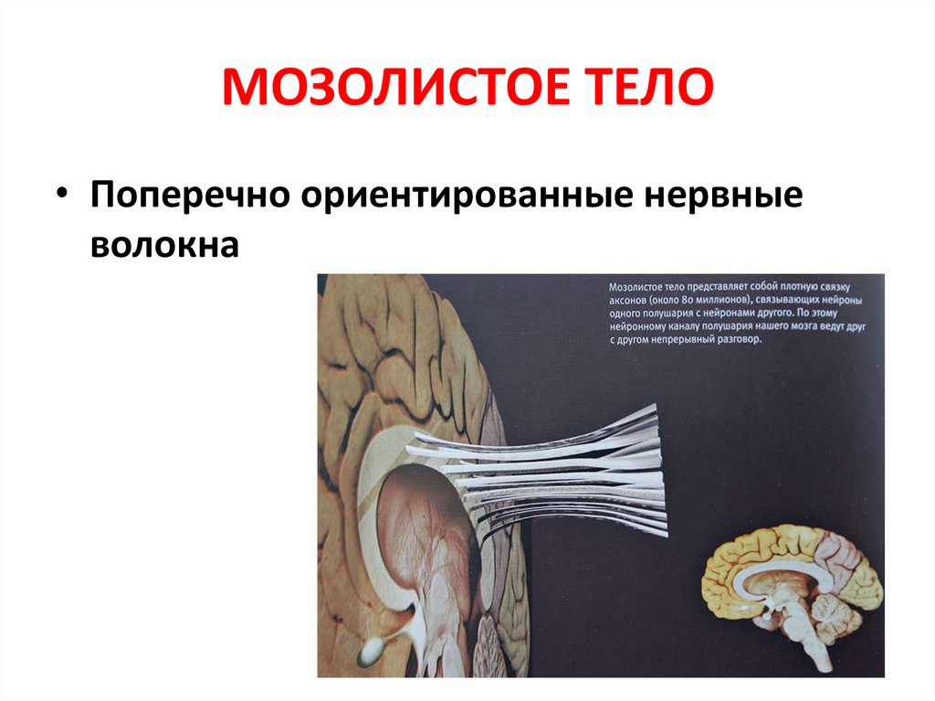 Мозолистое тело какая ткань. Функции мозолистого тела головного мозга. Структура мозолистого тела. Строение мозолистого тела.