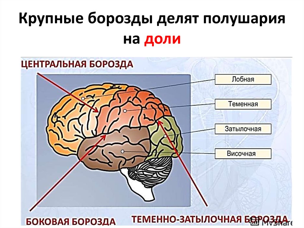 В каждом полушарии долей