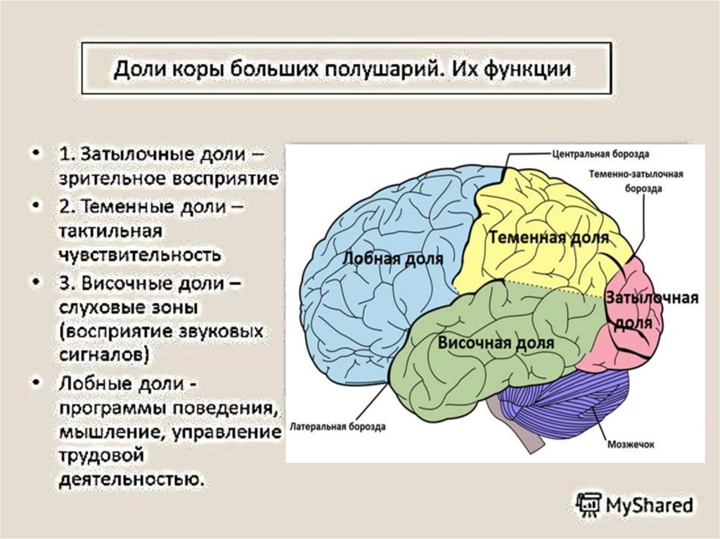 Крупные борозды. Борозды больших полушарий. Отделы коры головного мозга и их функции. Борозда деления.