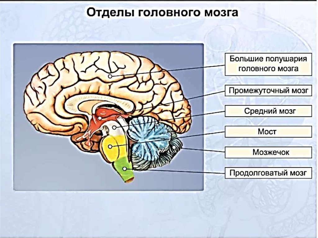 На указанном ниже рисунке подпишите образования относящиеся к белому веществу больших полушарий