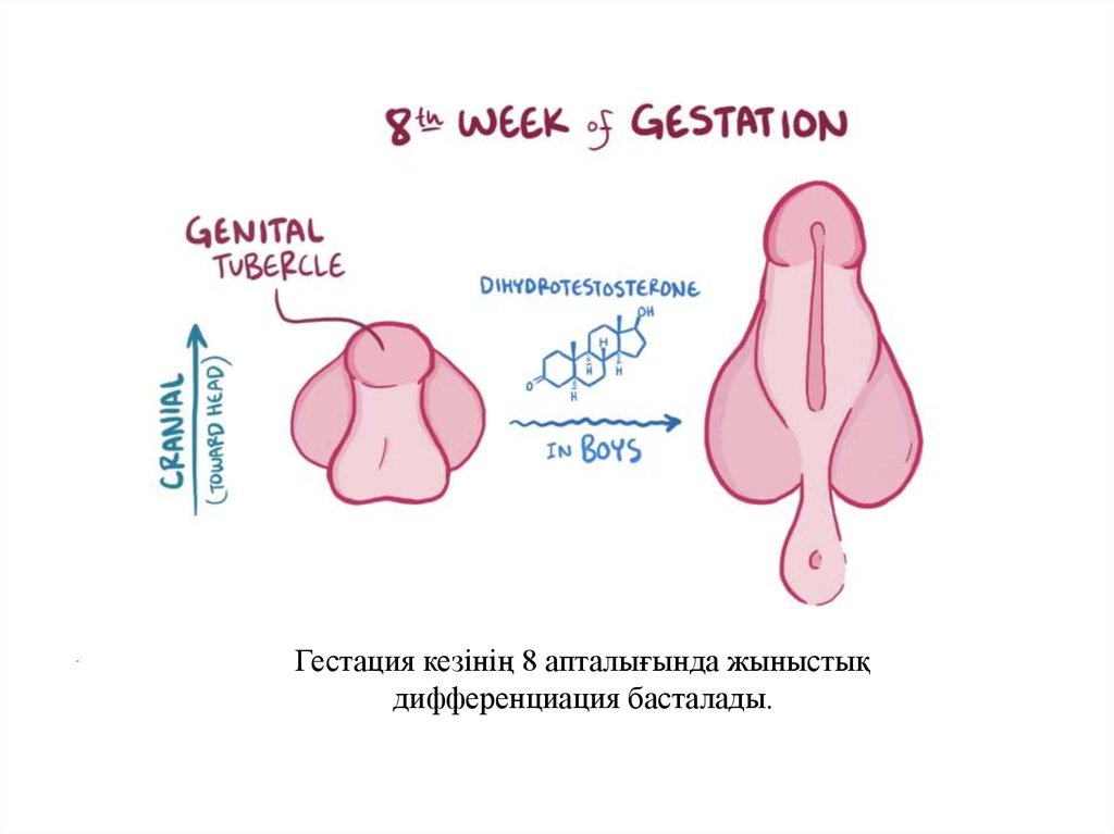 Ол өте жас және қазірдің өзінде ақымақ.