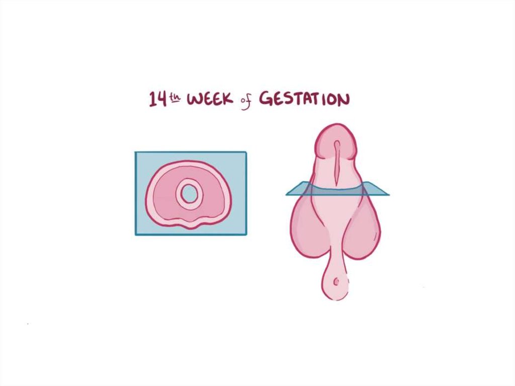 жалаңаш әйелдердің суреттері