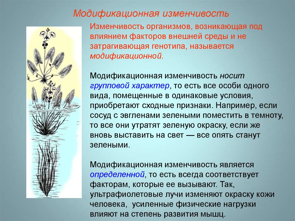 Изменчивость среды. Групповой характер модификационной изменчивости. Модификационная изменчивость у человека. Модификационная изменчивость организмов. Модификационная изменчивость возникает под влиянием.