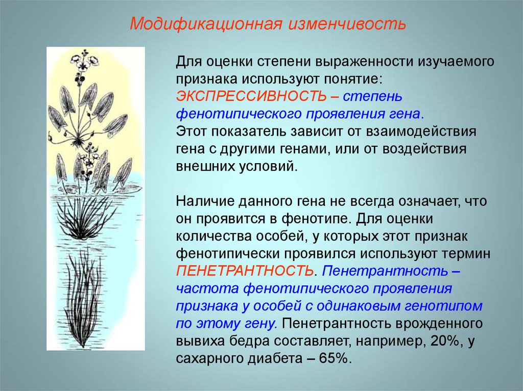 Модификационная изменчивость. Модификационная изменчивость пастушьей сумки. Модификационная изменчивость предсказуема. Модификационная изменчивость это изменчивость. Модификационная изменчивость это в биологии.