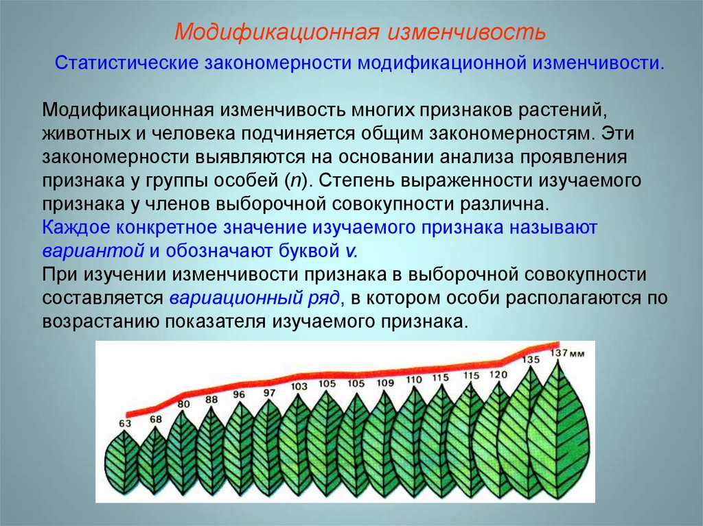 4 модификационная изменчивость. Норма реакции модификационной изменчивости примеры. Закономерности модификационной изменчивости. Признаки модификационной изменчивости. Модификационная изменчивость это в биологии.