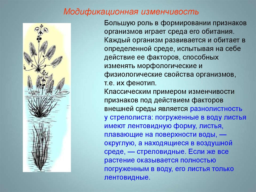 Роль изменчивости в живой природе. Стрелолист модификационная изменчивость. Модификационная изменчивость Стрелолистник. Роль модификационной изменчивости. Модификационная изменчивость функции.