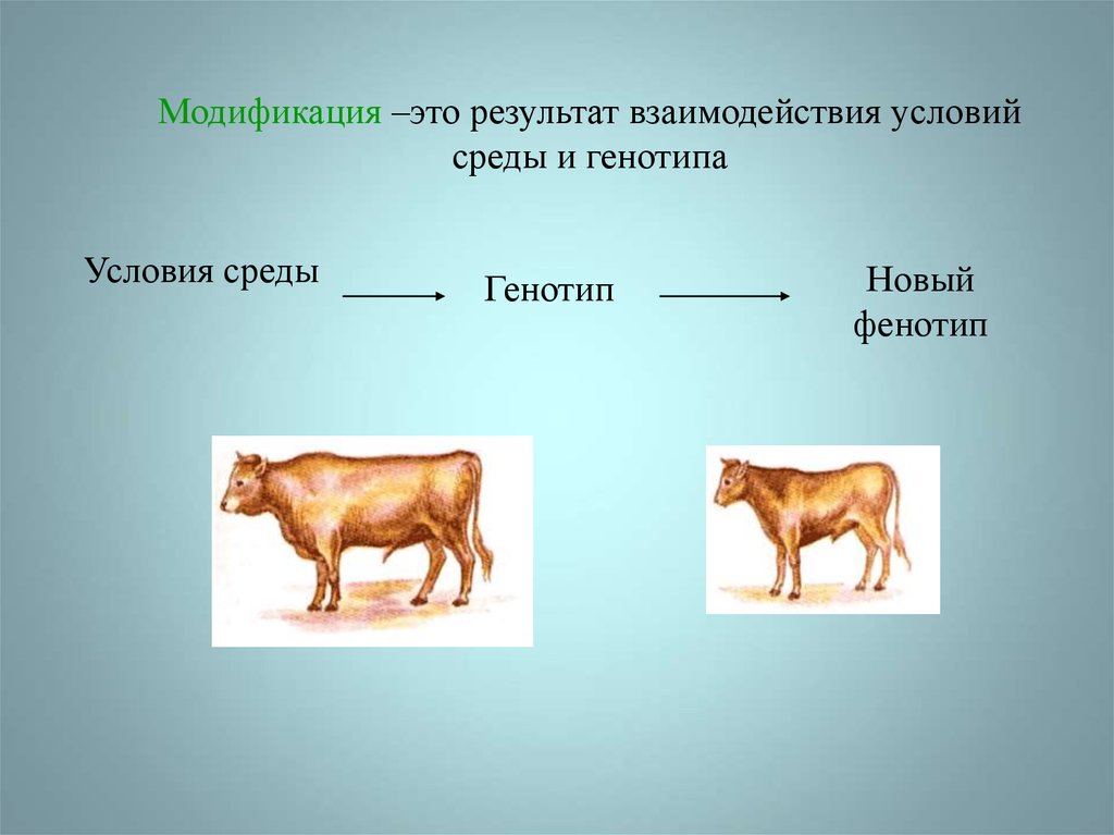 Функция генотипа. Взаимодействие генотипа и среды. Модификации-это результат взаимодействия условий среды и генотипа. Условия развития фенотипа. Фенотип животных.