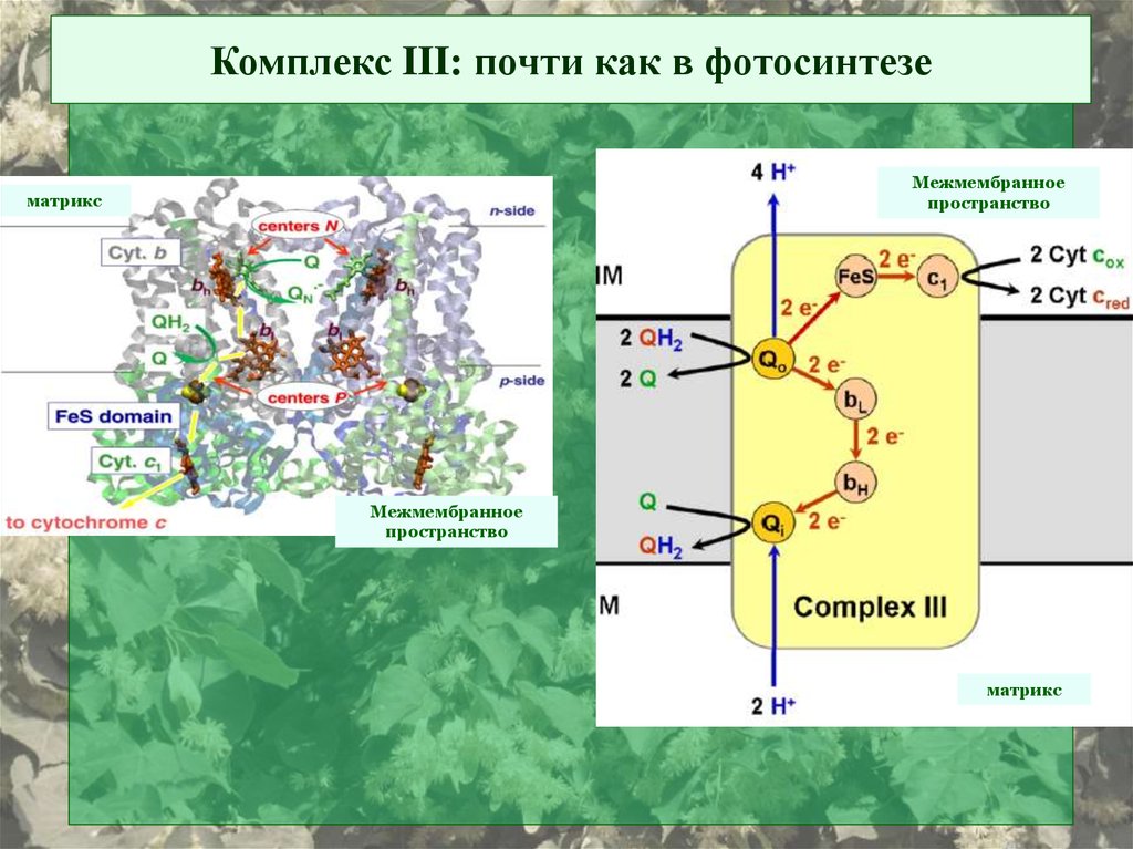 Комплекс iii. Электрон транспортная цепь фотосинтеза. ЭТЦ фотосинтеза. Альтернативные пути дыхания у растений. ЭТЦ фотосинтеза схема.