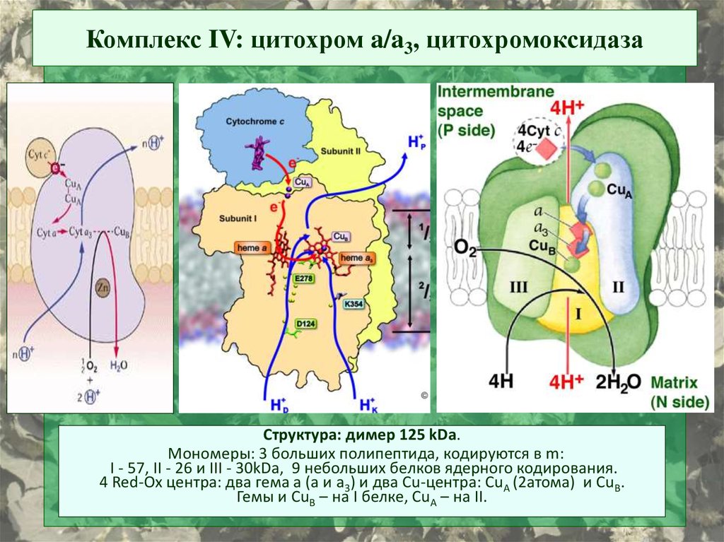 Цитохромоксидаза схема строения