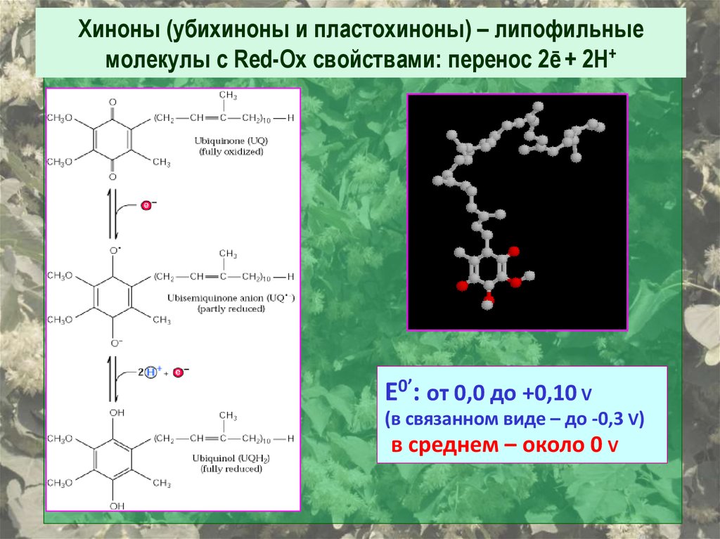 Молекулы перенос. Хинон пластохинон. Пластохинон и филлохинон. Убихинон и пластохинон. Пластохинон фотосинтез.