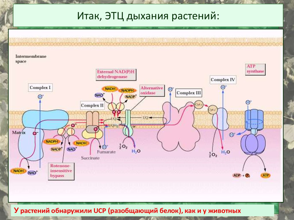 Электронно транспортная цепь схема