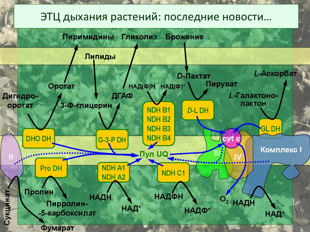 Цепь электрон. Дыхательная электрон-транспортная цепь растений. Электрон транспортная цепь растений. Электрон транспортная цепь дыхания растений. Электрон транспортная цепь дыхания ЭТЦ.