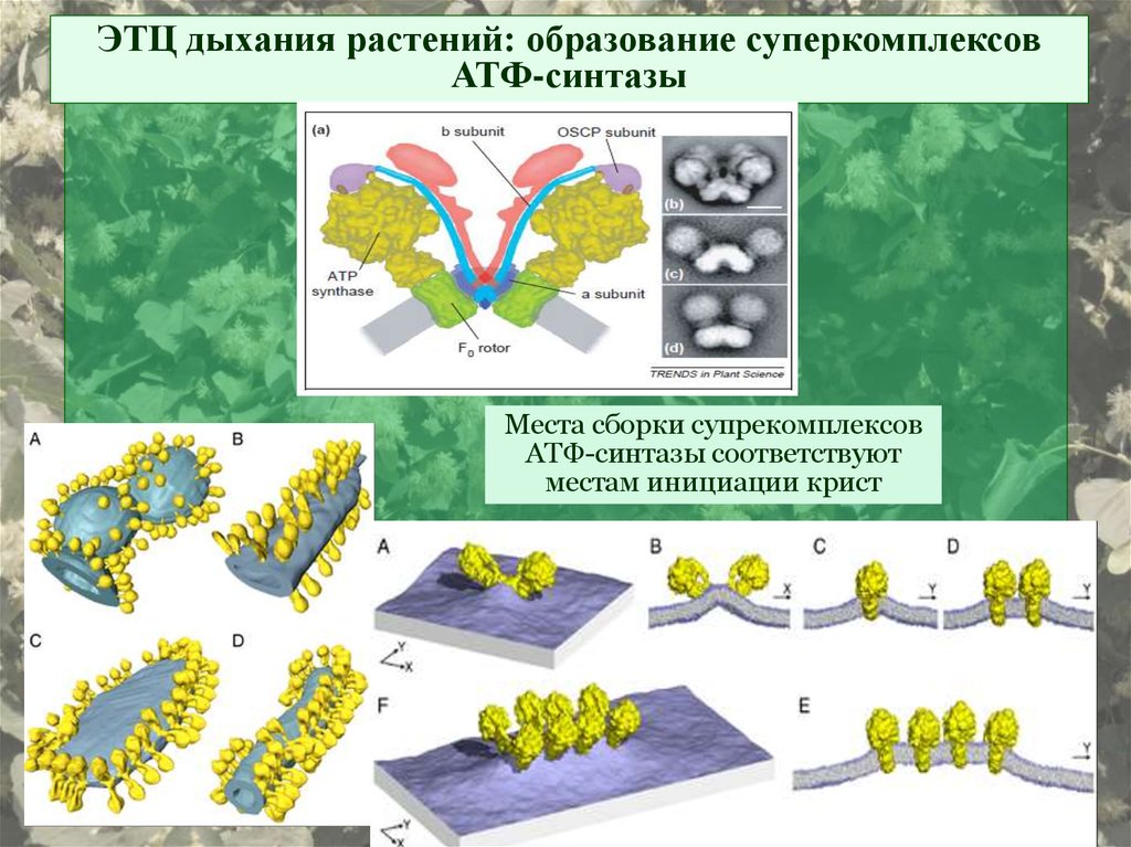 Образование растений. ЭТЦ растений. ЭТЦ дыхания растений. ЭТЦ митохондрий растений. Схема электрон-транспортная цепь дыхания растений.