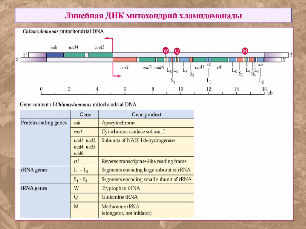 Линейная днк. Несколько линейных ДНК. Линейность ДНК. Линейные ДНК растительная клетка.