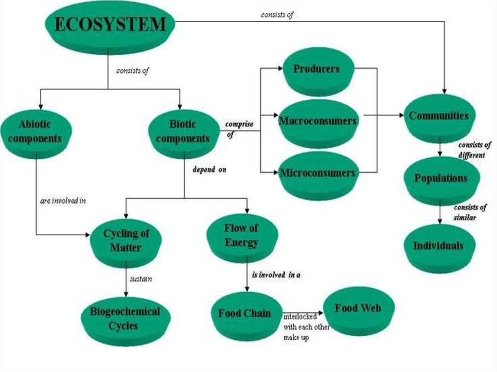 The study of the structure. Types of ecosystems. Ecosystem presentation. What is an ecosystem. Ecosystem functioning.