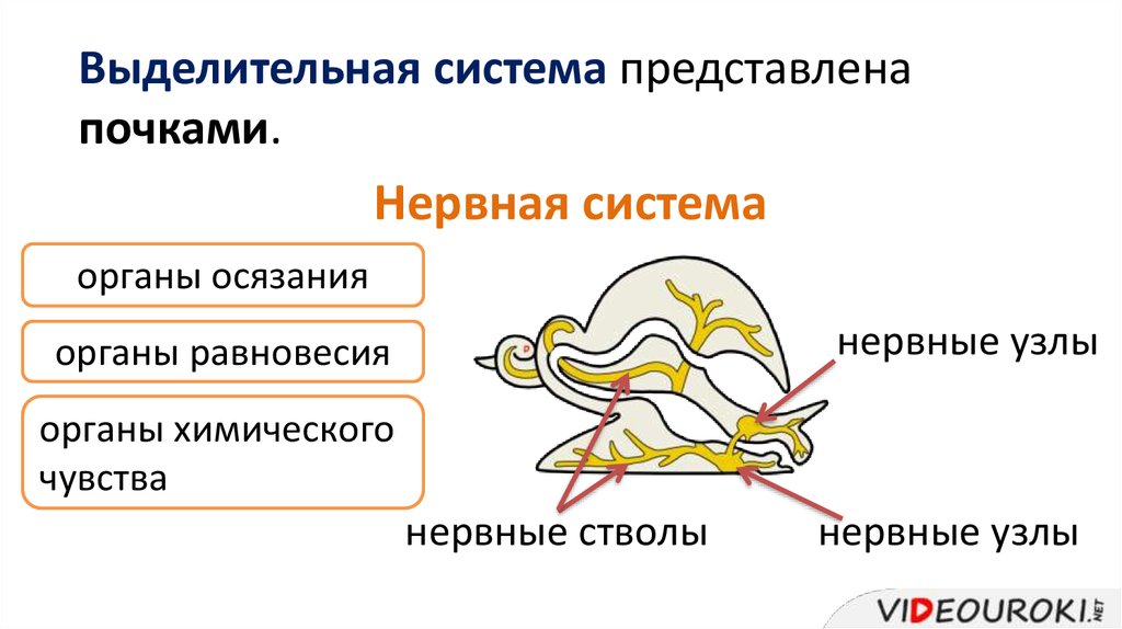 Нервная система моллюсков. Нервная система брюхоногих моллюсков схема. Нервная система брюхоногих моллюсков. Брюхоногие моллюски половая система. Половая система брюхоногих моллюсков нервная.