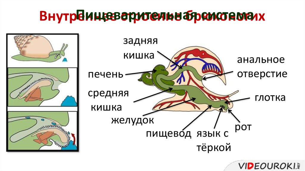 Каковы основные признаки характеризующие моллюсков составьте и зарисуйте схему строения брюхоногого