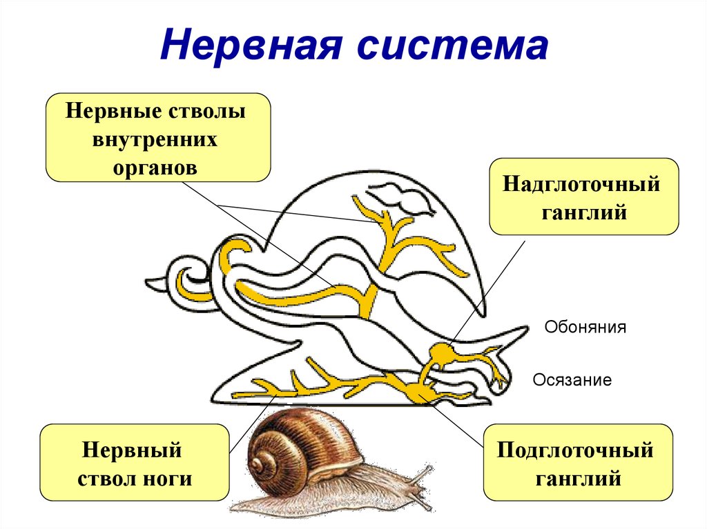 Моллюски строение и жизнедеятельность. Нервная система брюхоногих моллюсков схема. Схема нервной системы брюхоногого моллюска. Строение нервной системы моллюсков. Строение нервной системы двустворчатых моллюсков.
