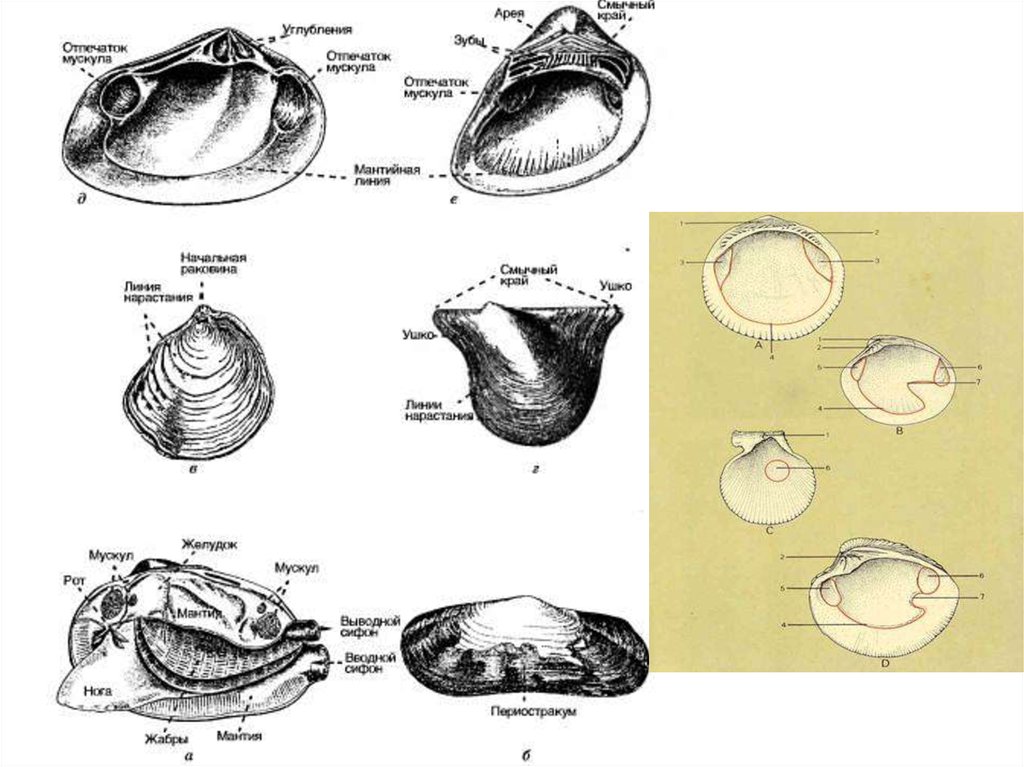 Таблица строения моллюсков. Строение ракушки. Моллюски рисунок. Строение раковины моллюска. Строение устрицы рисунок.