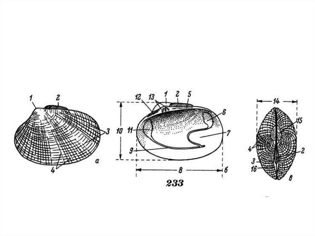 Строение морского моллюска. Двустворчатые моллюски строение раковины. Строение раковины морского гребешка. Внешнее строение раковины гребешка. Внешнее строение раковины перловицы.