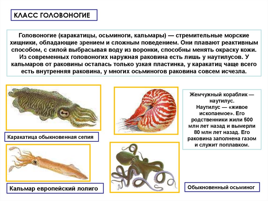 Нервная система головоногих моллюсков. Дыхательная система головоногих кальмаров. Тип головоногие моллюски и дыхание. Класс головоногие моллюски нервная система. Нервная система каракатицы.