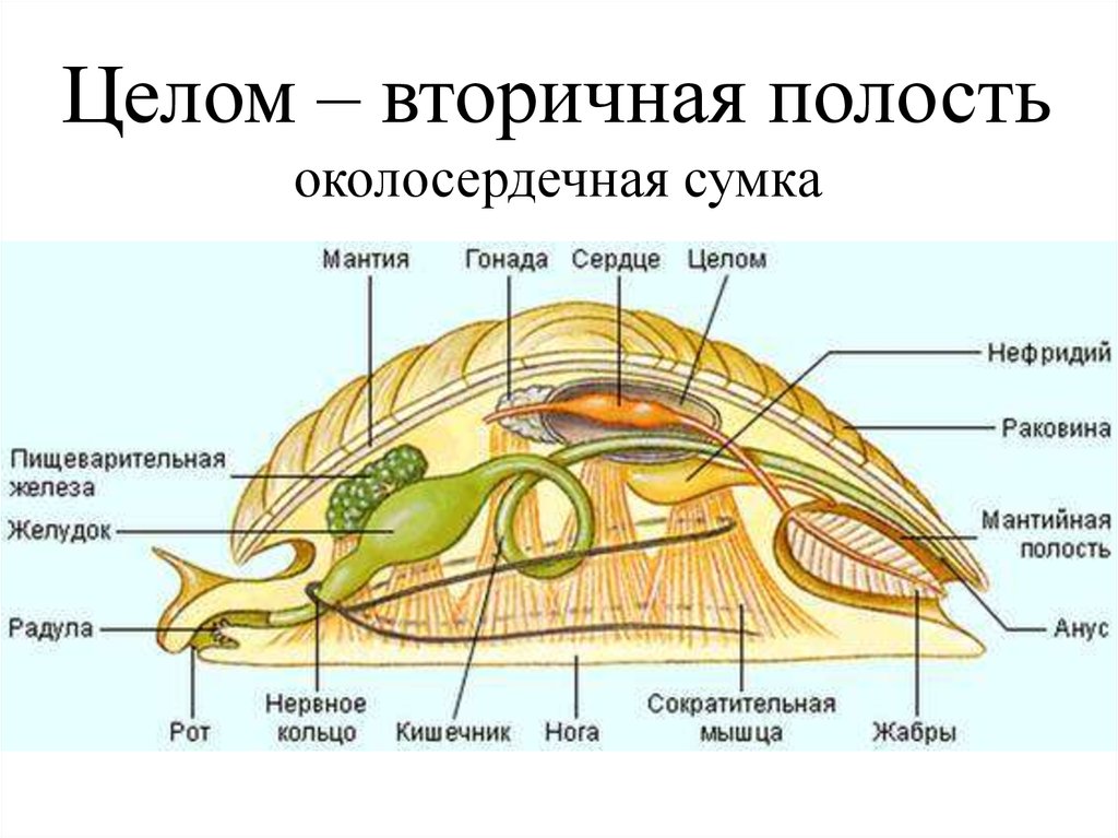 Полость тела моллюсков вторичная. Внутреннее строение брюхоногих моллюсков. Внутреннее строение брюхоногого моллюска. Строение ракушки брюхоногих. Строение брюхоногого моллюска рисунок.